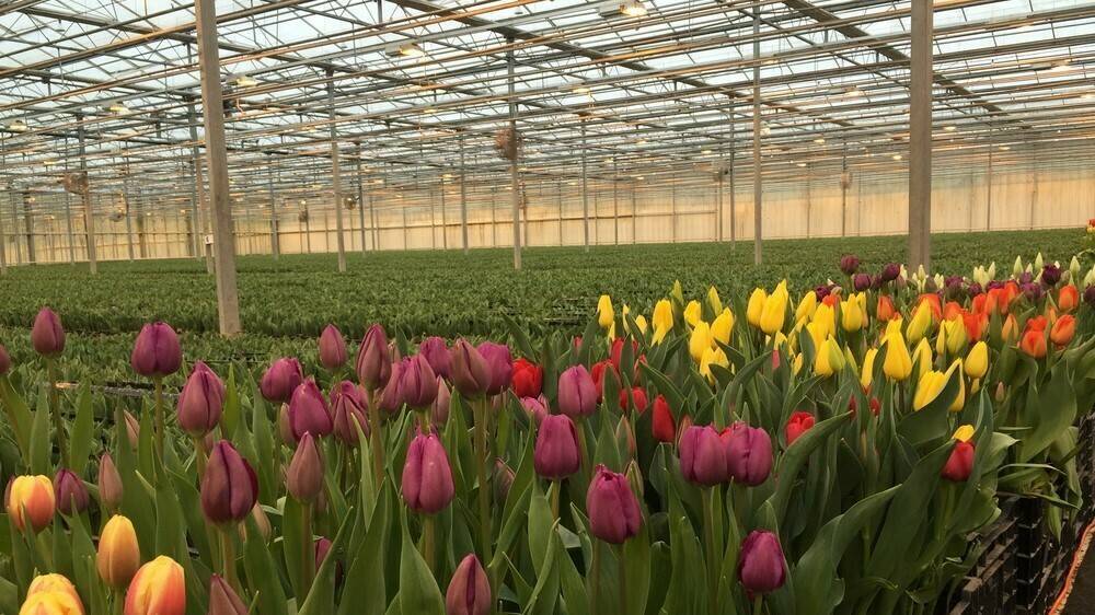 invernaderos-paises-bajos-tulipan|invernaderos-paises-bajos-tulipan